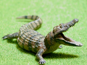 �O�b�Y���