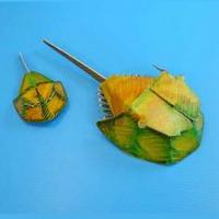 �O�b�Y���