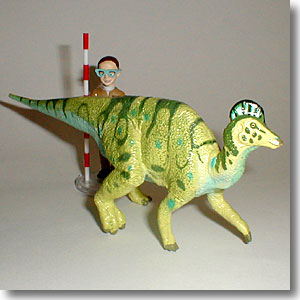 �R���g�T�E���X