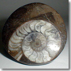 �S�j�A�^�C�g