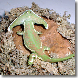 �f�B�v���J�E���X