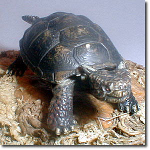 ���C�I���j�A