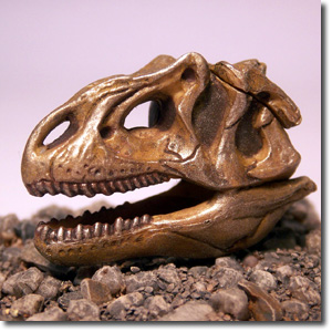 �A���T�E���X����