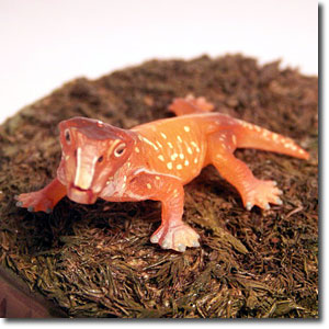 ���X�g���T�E���X