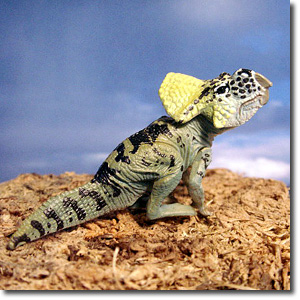 �v���g�P���g�v�X