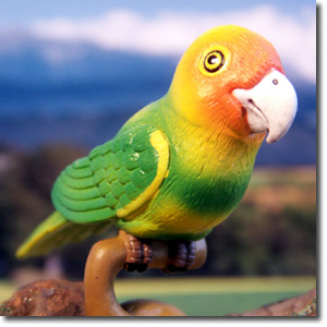 �J�����C�i�C���R