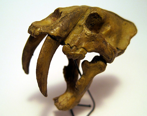 �X�~���h��