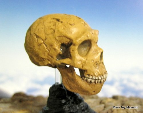 �l�A���f���^�[���l�i�����j