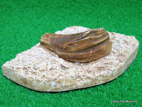 �C�O�A�m�h���̎�